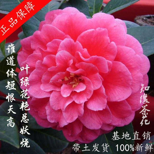 云南恨天高茶花树苗大苗云茶嫁接盆栽精品带花苞传统名种