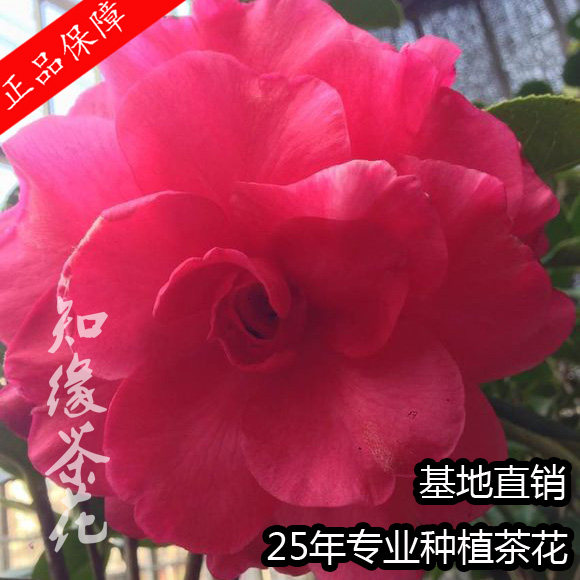 紫衣宝珠  比尔大牡丹 茶花扦插原生苗嫁接花树苗名贵云杂山茶花