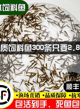 喂乌龟饲料鱼小鱼活体养殖活鱼龙鱼活食饲料淡水鱼苗草鱼路亚钓鱼