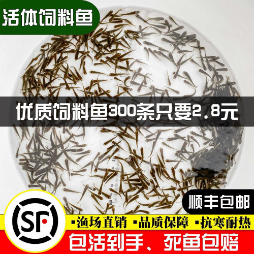 喂乌龟饲料鱼小鱼活体养殖活鱼龙鱼活食饲料淡水鱼苗草鱼路亚钓鱼-封面