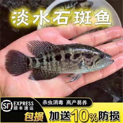 四川石斑鱼苗淡水鱼苗养殖可食用特大花斑小鱼苗特大冷水鱼路亚鱼