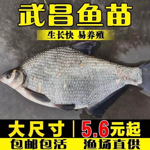 四川武昌鱼苗淡水养殖食用团头鲂边鱼苗武昌鱼苗扁鱼苗活体三角鲂