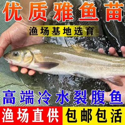 四川雅鱼苗裂腹鱼苗养殖冷水细鳞鱼苗阴河阳鱼苗特种鱼苗雅安三绝