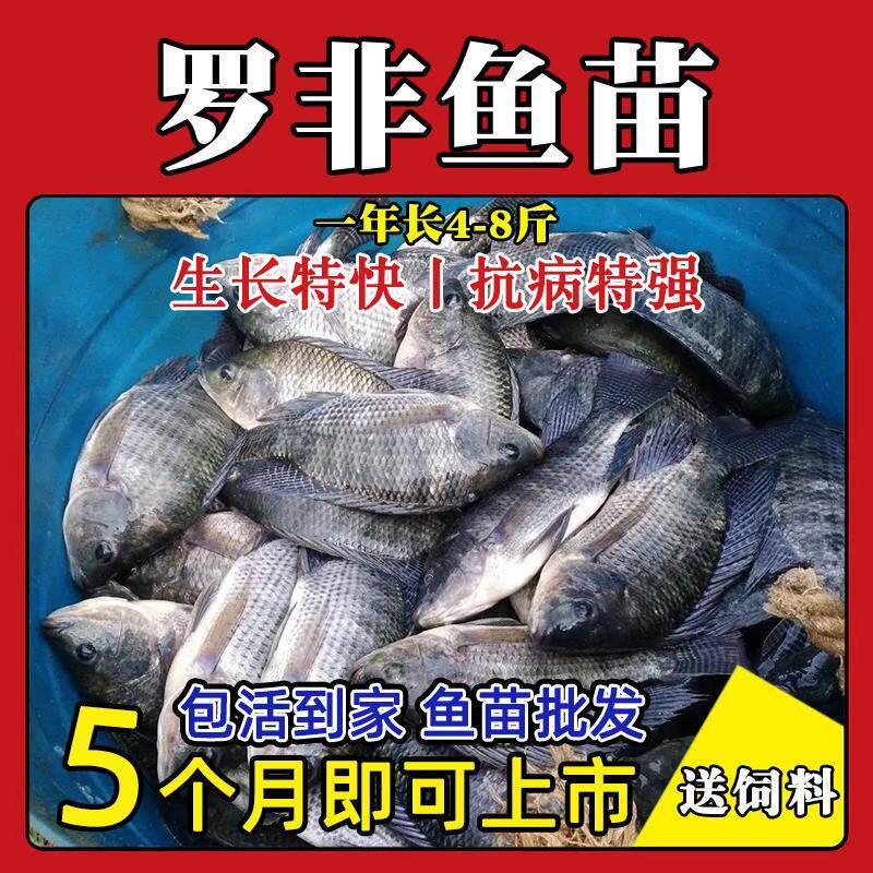 四川大品种脆肉罗非鱼苗特大种非洲鲫鱼福寿鱼淡水养殖罗非鱼包活