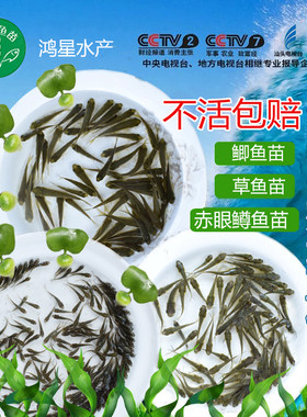 活体饲料龙鱼开口淡水养殖