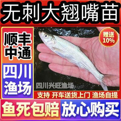 四川无刺米级翘嘴鱼苗大型淡水鱼翘嘴红鲌养殖食用路亚活体大鱼苗