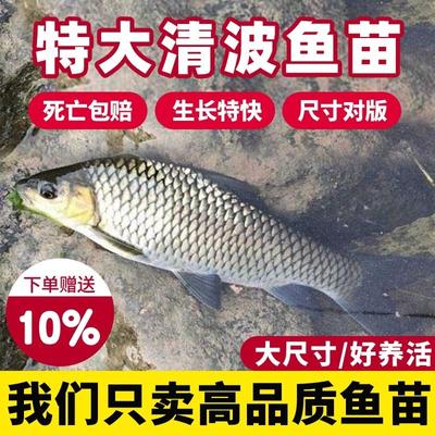 四川清波鱼苗淡水养殖食用正宗青波中华倒刺鲃重庆本地淡水名贵鱼