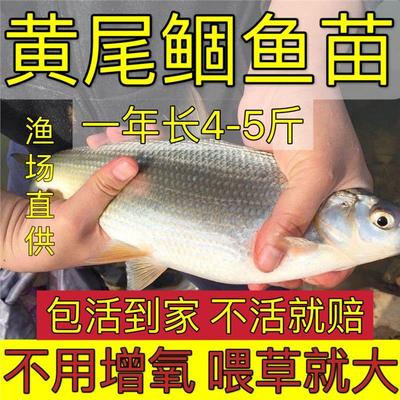 四川优质黄尾鲴鱼苗黄片鱼苗黄尾鱼苗黄姑子淡水养殖鱼苗冷水鱼苗