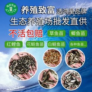 鲫鱼苗麦穗鱼草鱼苗食蚊鱼活体饲料鱼龙鱼饲料活体鱼活体淡水包活