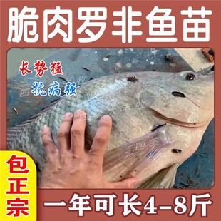 四川罗非鱼苗食用特大脆肉罗非鱼苗淡水新吉富雄性罗非鱼苗活鱼苗