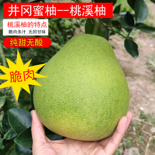 正宗井冈蜜柚吉安特产青皮柚50斤装新鲜现摘孕妇水果当季应季柚子