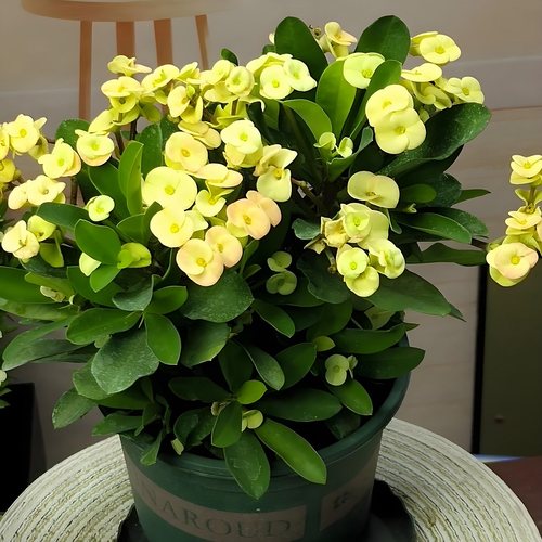 虎刺梅大叶大花盆栽铁海棠重瓣老桩小叶黄色粉色潘多拉花卉