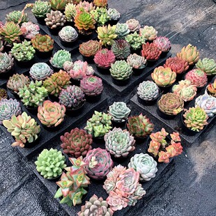 多肉植物新手组合盆栽盲盒套餐 带盆发货 老桩群生