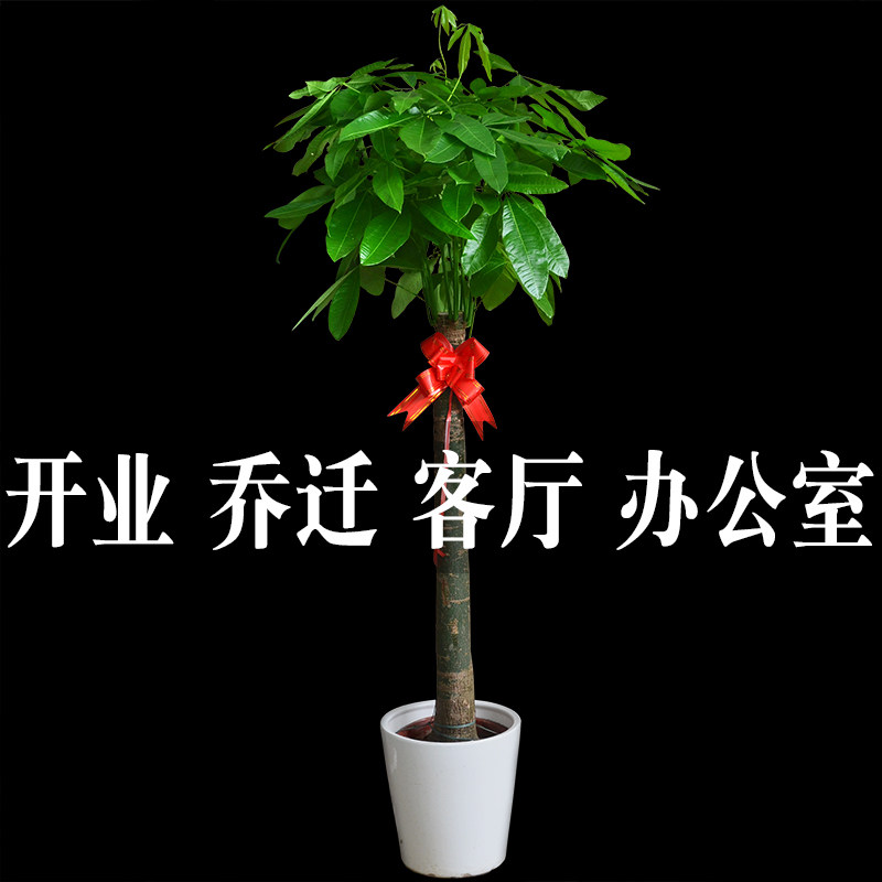 树桩发财树盆栽 植物 室内大型植物 招财树 乔迁 开业送礼摇钱树|msdalam kategori penghantaran bunga/bunga simulasi/tumbuhan berkebun, bunga/Tumbuh-tumbuhan tumbuh-tumbuhan pasu (baru), tumbuhan yang besar/Pasu komposisi siap - dari Buy2taobao.com untuk memberikan perkhidmatan ejen Taobao profesional membeli