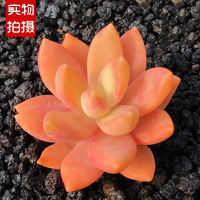 Rare succulent plant Alan combination potted plant, indoor desktop small potted plant, bonsai, green plant and flower wholesale, easy to take care of thumbnail 5