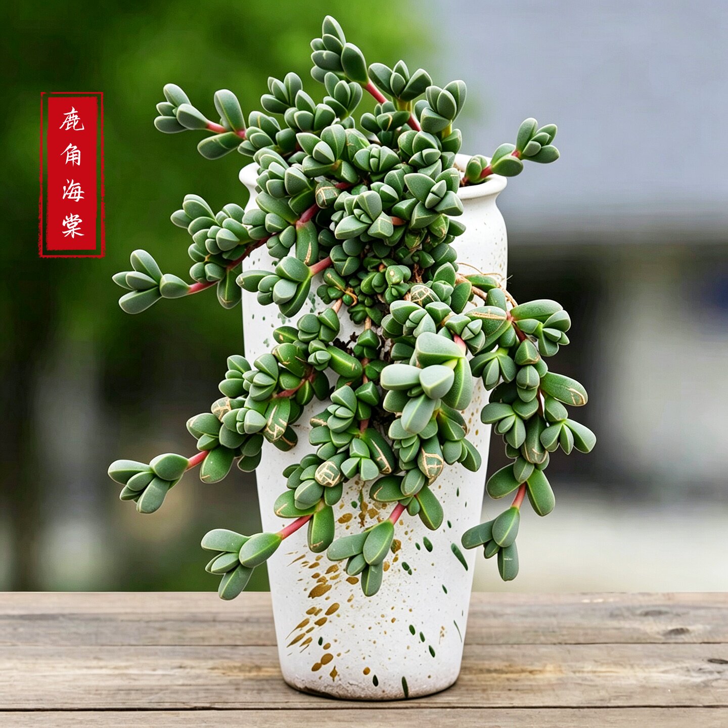 罕见鹿角海棠多肉老桩室内好养图片