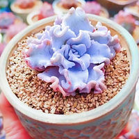 Rare succulent plant Alan combination potted plant, indoor desktop small potted plant, bonsai, green plant and flower wholesale, easy to take care of thumbnail 2