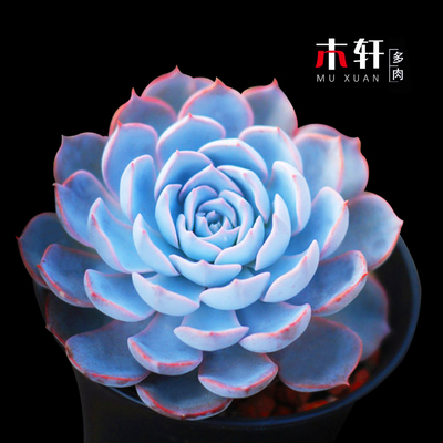 大棵好养活蓝石莲室内