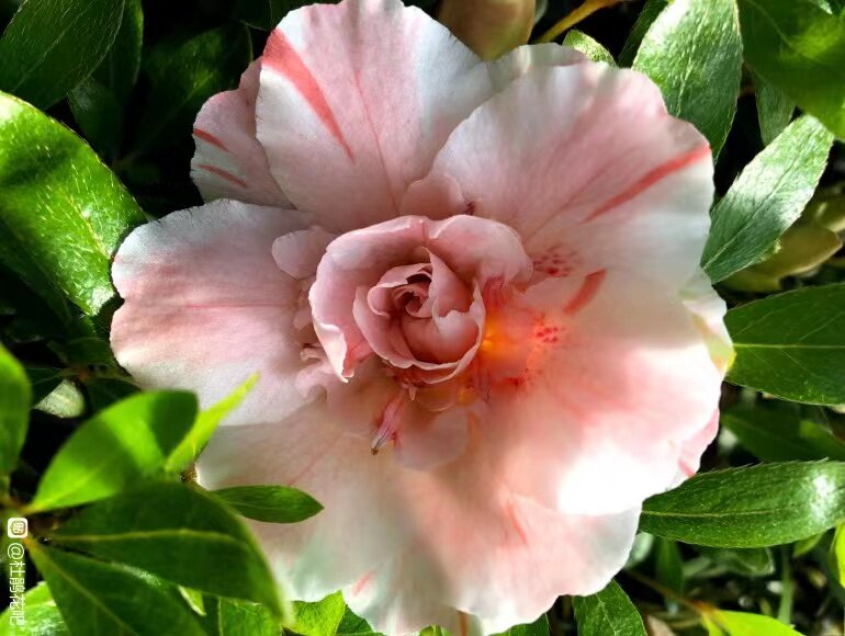 皋月杜鹃:五宝绿珠