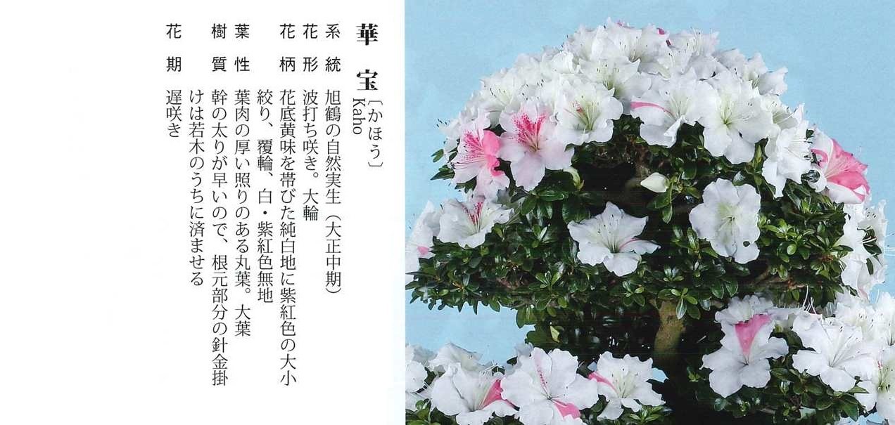 皋月杜鹃 :华宝(大花 大叶 多色 波浪花瓣)