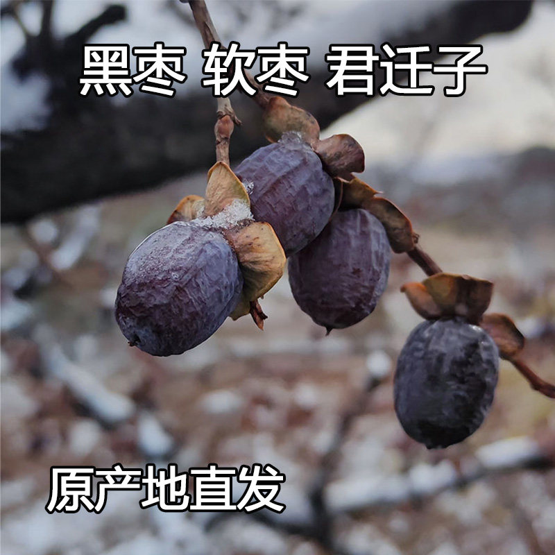 新鲜无核黑枣软枣小柿子君迁子图片