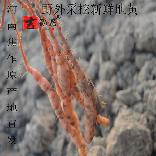 河南焦作怀生地干山野自然生长