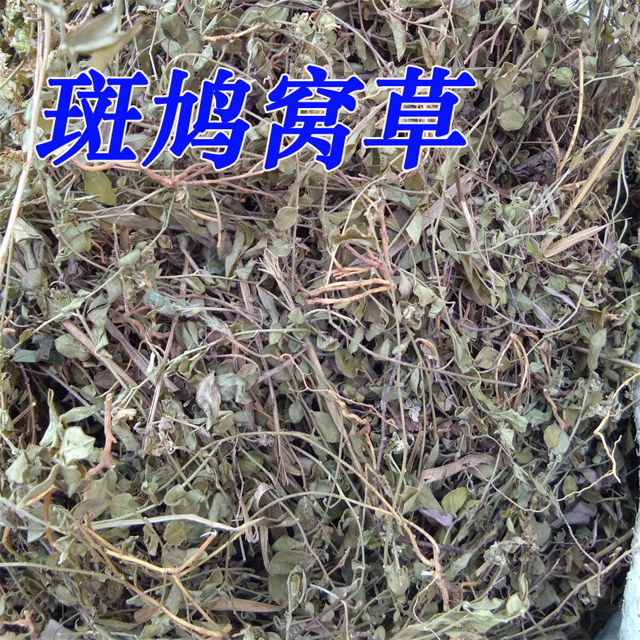 斑鸠窝草250克