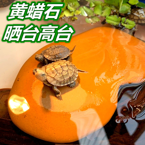 晒背石发色高台方砖观赏龟黄蜡石