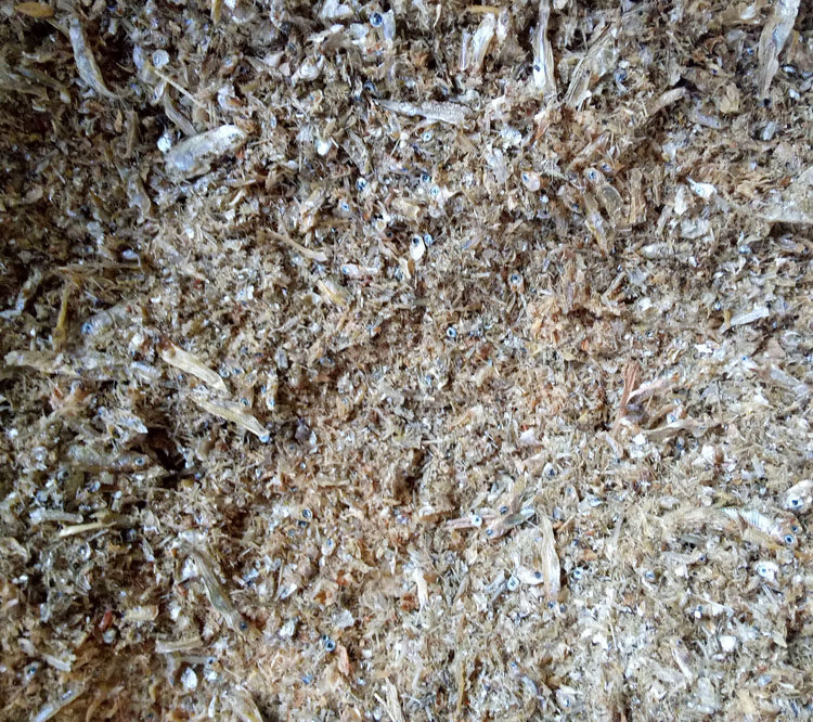 鱼干碎渣粉虾干碎渣粉乌龟饲料鱼饵鱼料钓鱼用饵料鱼粉虾粉包邮