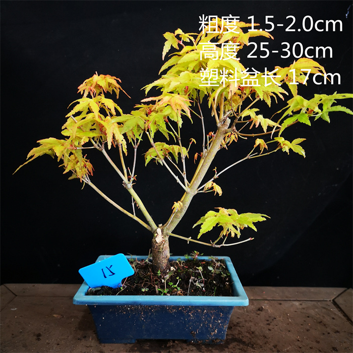 日本黄金枫橙之梦盆景盆栽红叶系列枫树实物销售