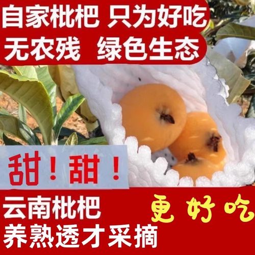 包邮枇杷果包邮新云南蒙自枇杷果