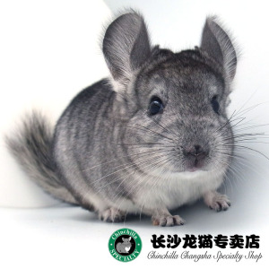 2016年秋季龙猫上市 长沙龙猫专卖店 龙猫活体 标灰龙猫