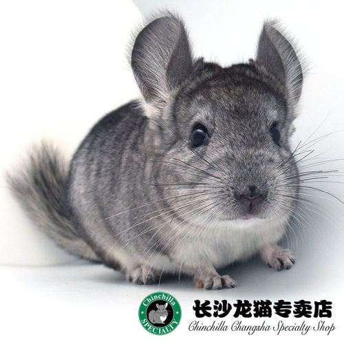 2016年秋季龙猫上市标活体