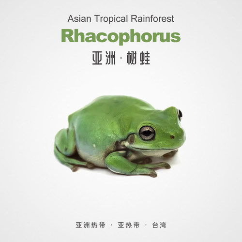 树蛙活体懒人更易养可爱伊人萌宠