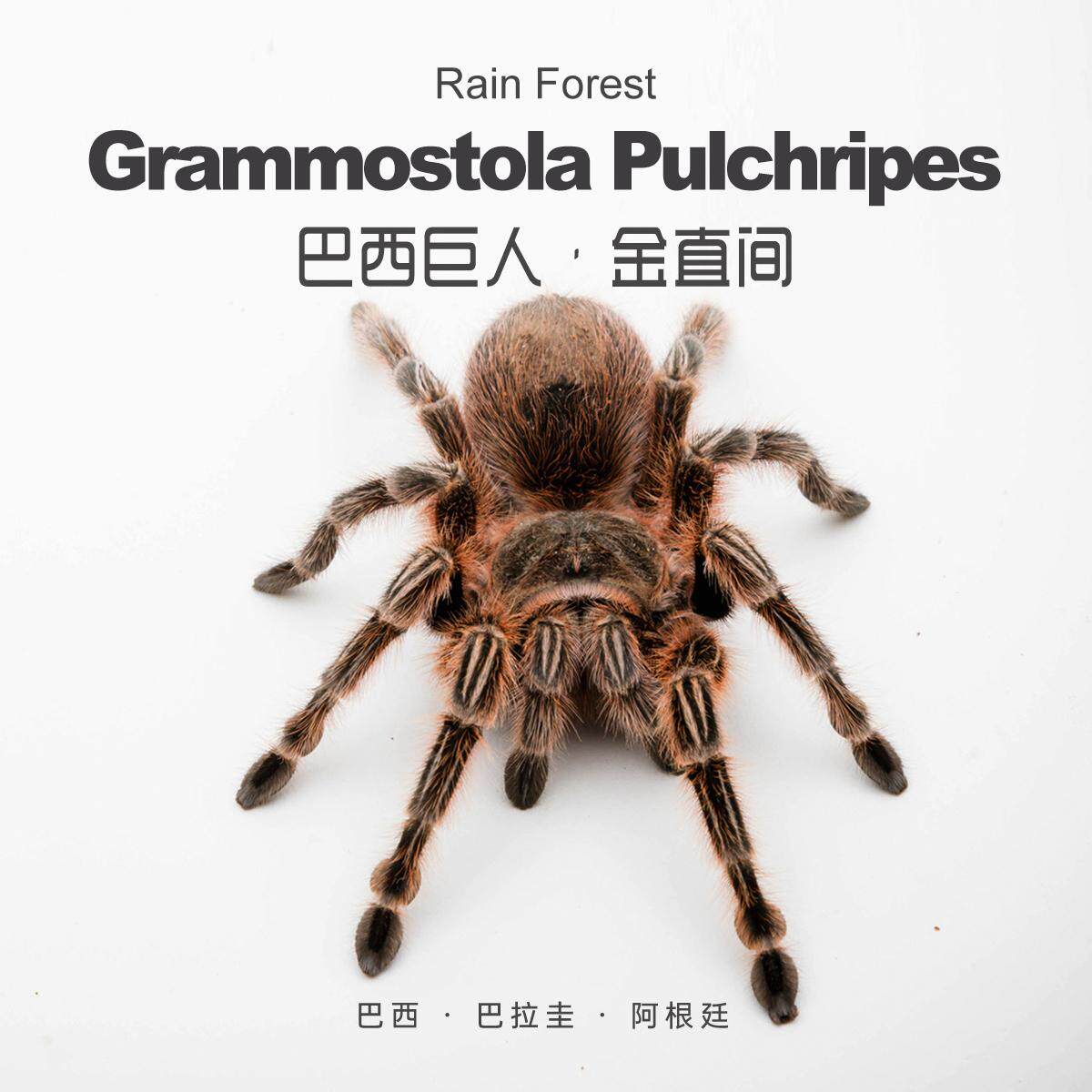 活体宠物捕鸟蛛5-10cm