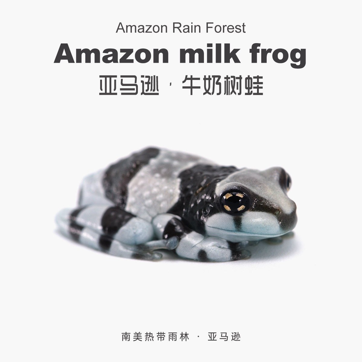 南美亚马逊秘境牛奶人工自繁育爆款热带微造景观特色雨林爬宠包邮