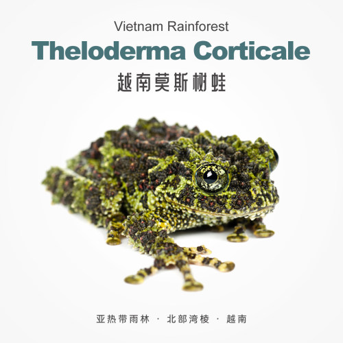 莫斯苔藓微造景人工繁育易饲养