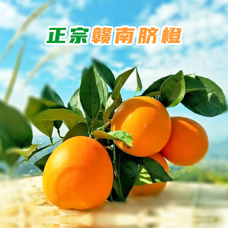 赣南脐橙新鲜采摘橙子现摘现发