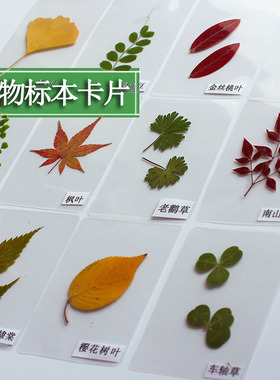 树叶植物标本塑封卡片成品教学用具真树叶学生儿童幼儿园认识标本