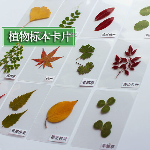 树叶植物标本塑封卡片成品教学用具真树叶学生儿童幼儿园认识标本 - 封面