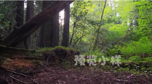 跟随镜头推进夏天阳光穿过茂密红杉林树林地面树荫实拍视频素材