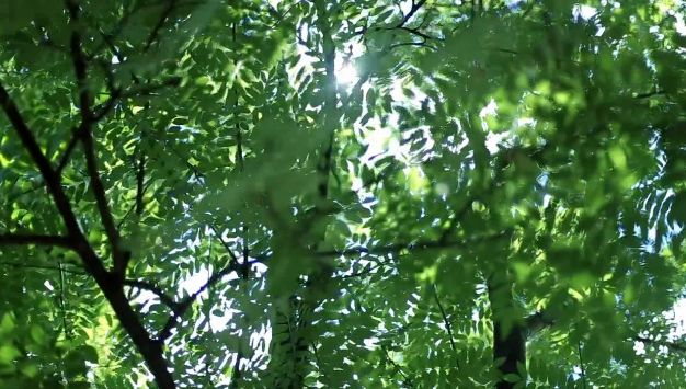 原始森林夏日休闲绿色自然风景郁郁葱葱植物大自然环境视频素材