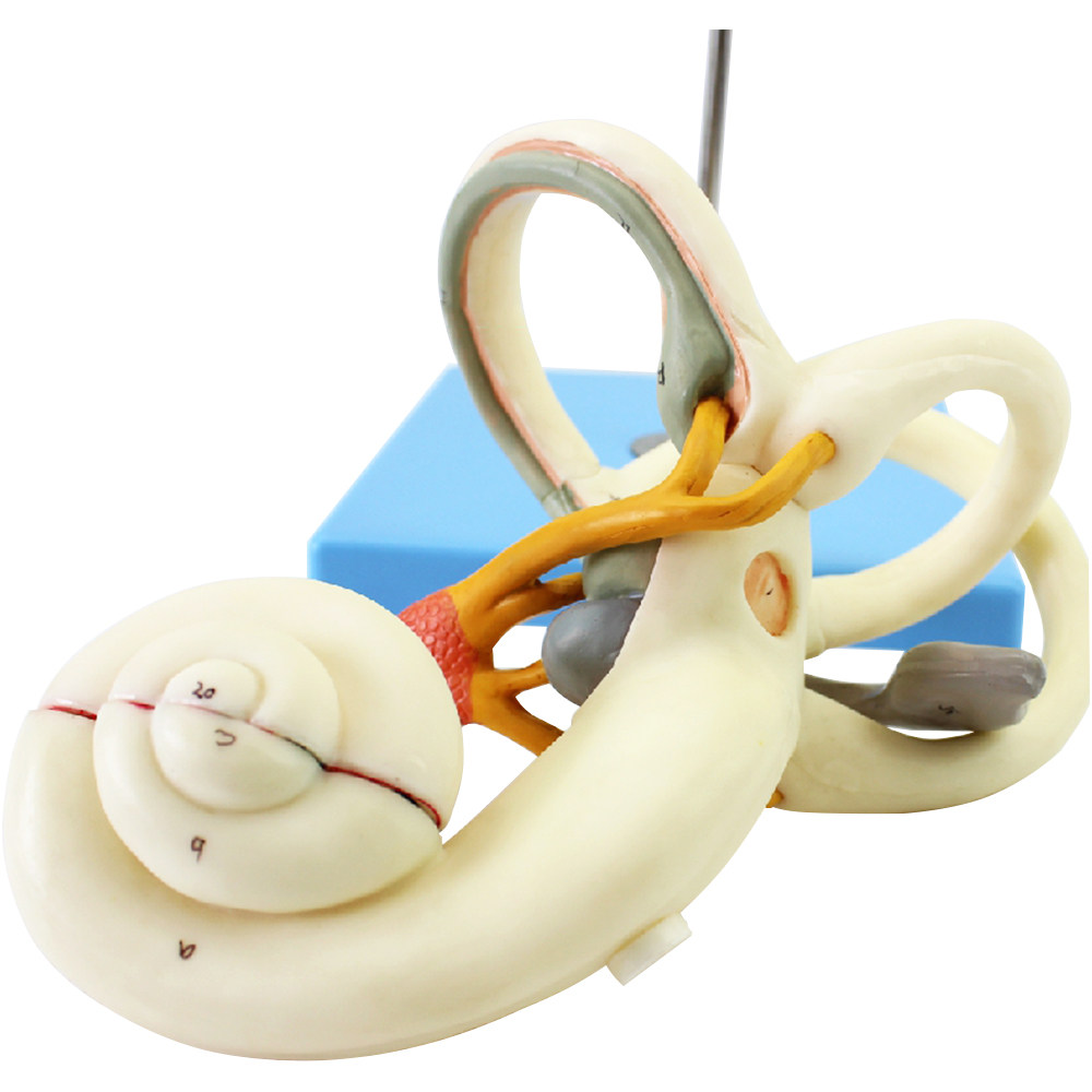 人体内耳迷路听小骨鼓膜耳蜗模型骨迷路膜迷路听觉传导听力测试声
