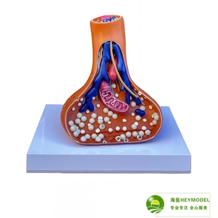 神经突触模型医学用人体神经系统解剖 神经元线粒体模型