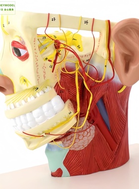 医信MDCD人体脑部解剖模型口腔鼻咽喉头部颅脑模型脑动脉血管模型