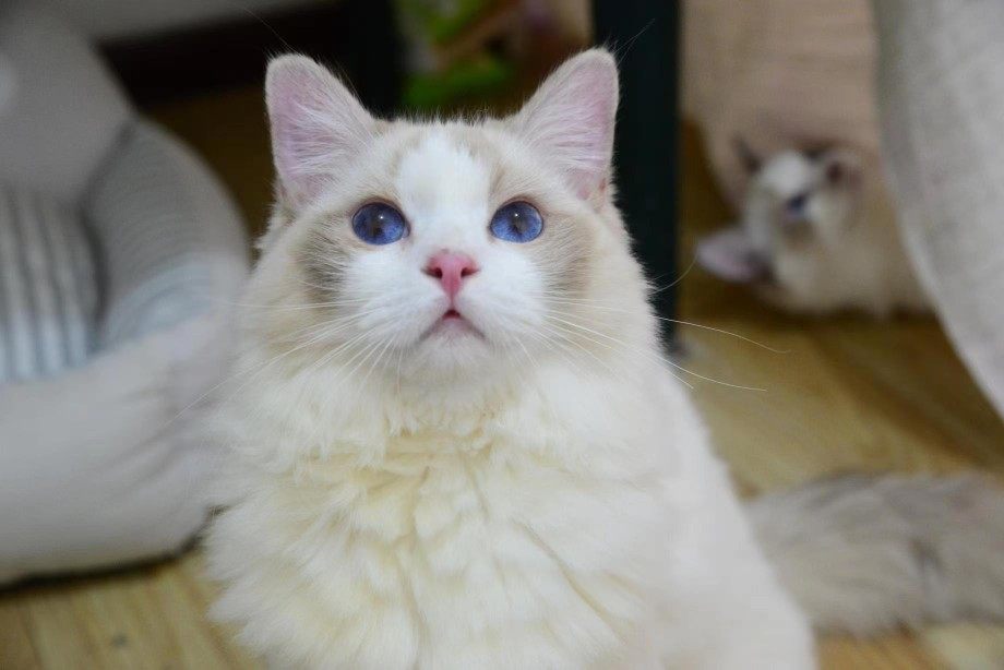 布偶猫海豹双色蓝双色手套色布偶猫幼猫仙女猫蓝眼布偶猫宠物猫咪