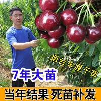 樱桃苗车厘子苗嫁接樱桃树苗盆栽地栽南北方种植美国新品当年结果