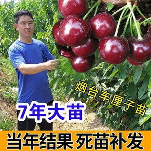 当年结果 樱桃苗车厘子苗嫁接樱桃树苗盆栽地栽南北方种植美国新品