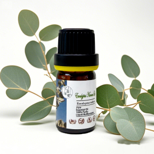 野生澳洲尤加利单方精油10ml激励免y系统适合儿童调香手作diy香薰