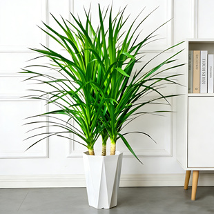 三桩龙血树绿植盆栽大型植物客厅室内多头造型老桩植物ZB